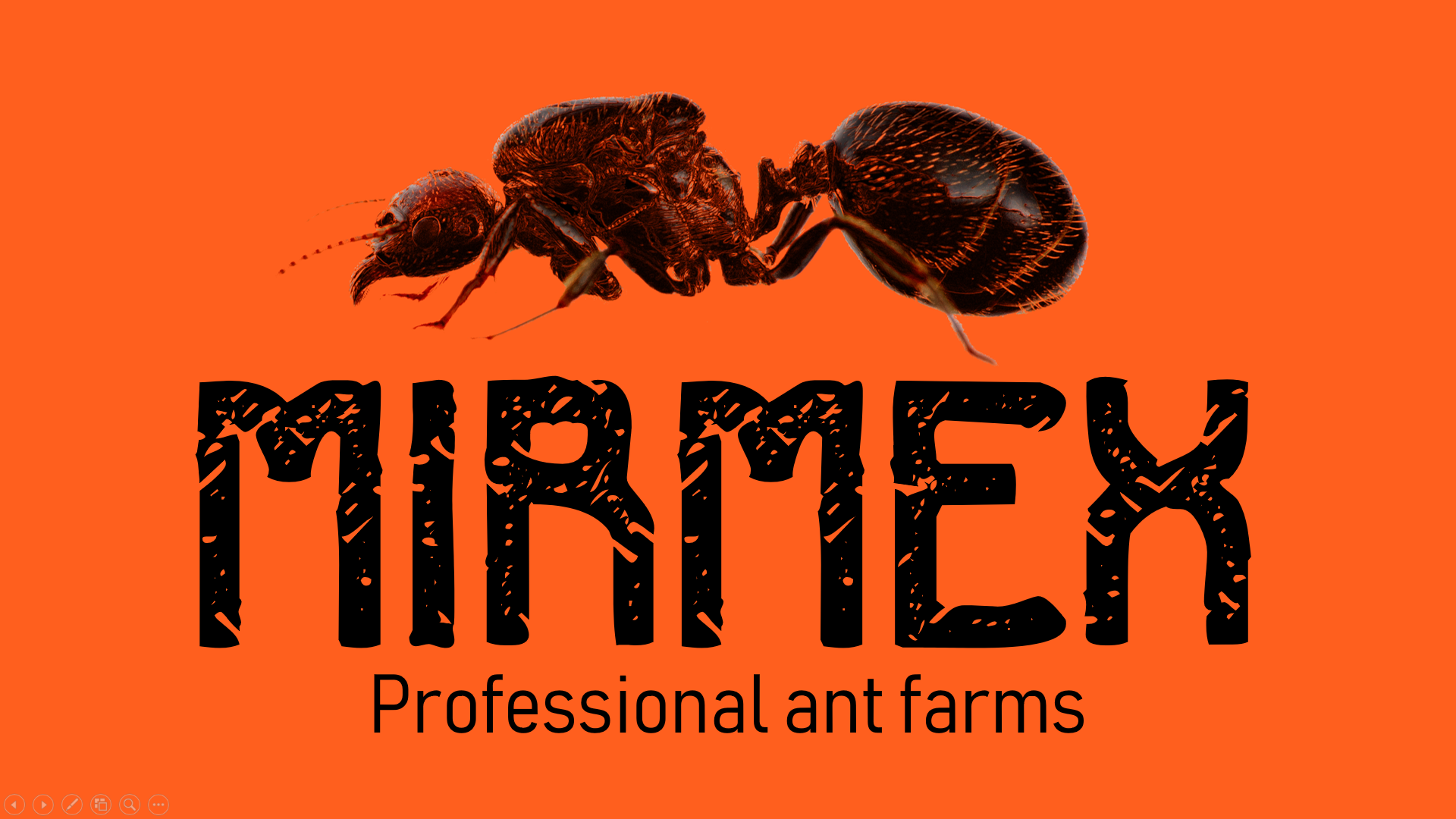 MIRMEX Ant Farms project image